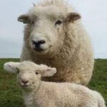 Devon sheep