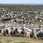 Falkland sheep