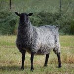 Gotland sheep