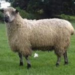 Teeswater sheep