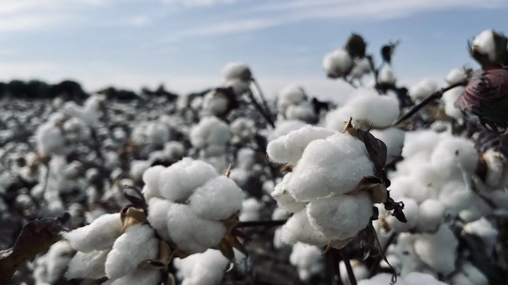 What is cotton fibre?