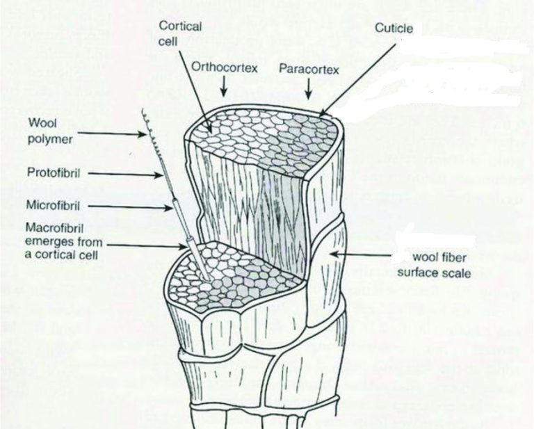 Structure properties Of Wool Physical Chemical Textiles School